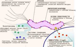 Диагностика Helicobacter pylori: антитела, дыхательный тест и биопсия