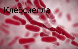 Причины и симптомы klebsiella oxytoca, методы лечения
