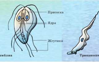 Симптомы и признаки лямблиоза у взрослых