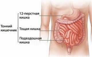 Тонкая кишка: расположение, строение и функции