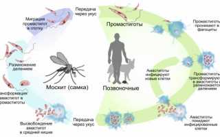 Фото лейшманиоза у человека: симптомы и лечение