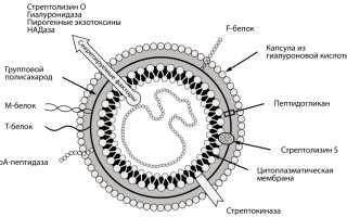 Гемолитический стрептококк
