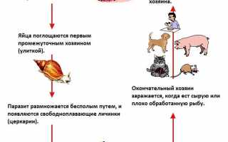 Метагонимоз: клинические проявления, диагностика и лечение