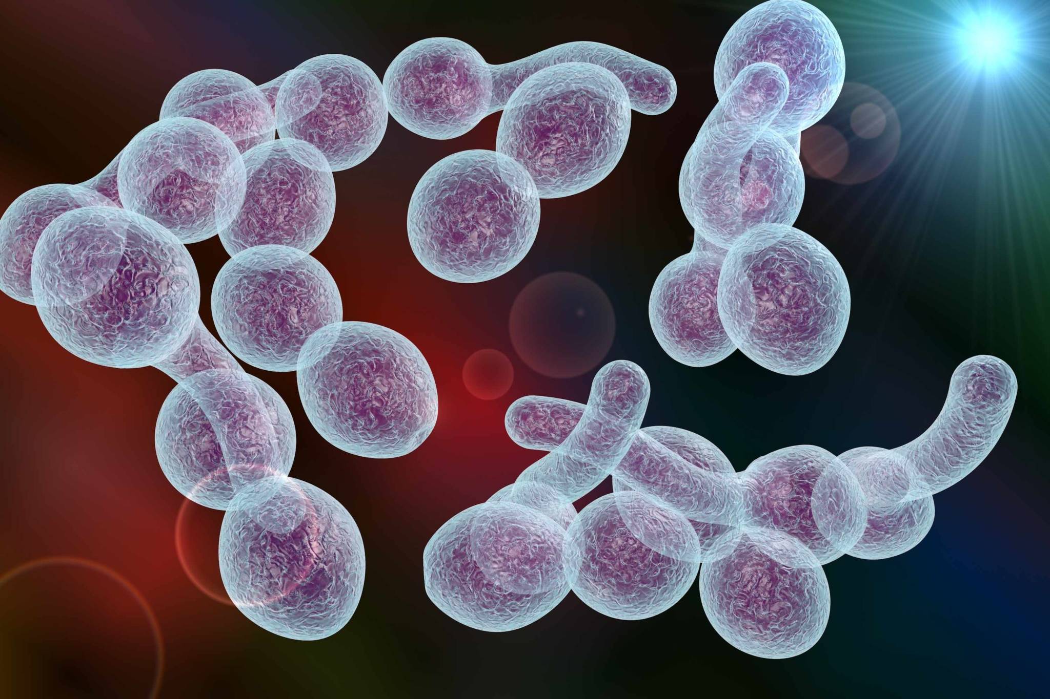 Candida albicans