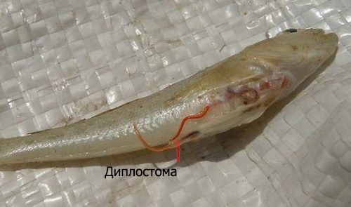Диплостома