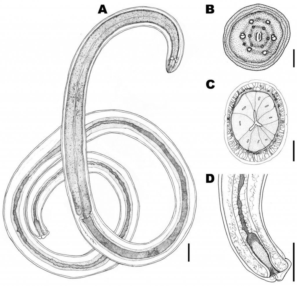 Eusrongylides