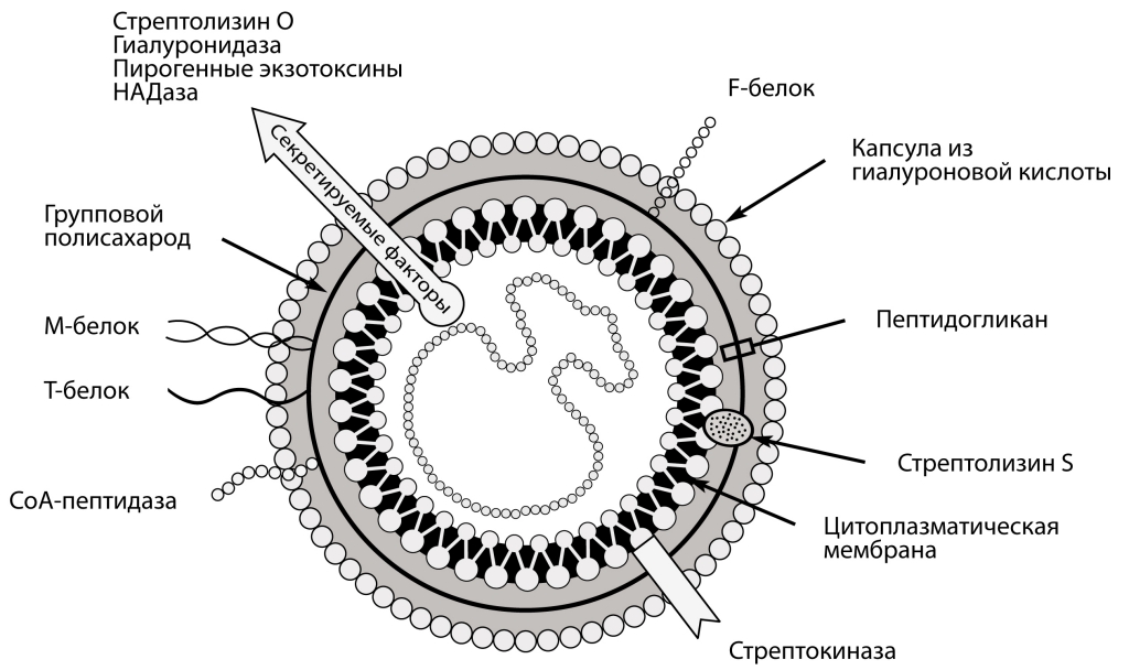Гемолитический стрептококк