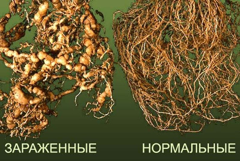 признаки нематоды