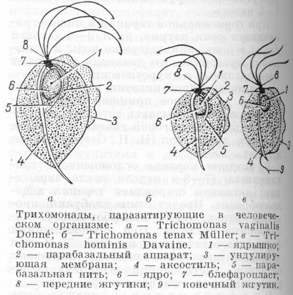 Кишечная