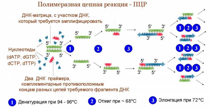 ПЦР