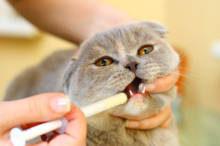 даем коту лекарство