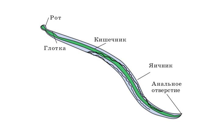 осложнения Клебсиеллы