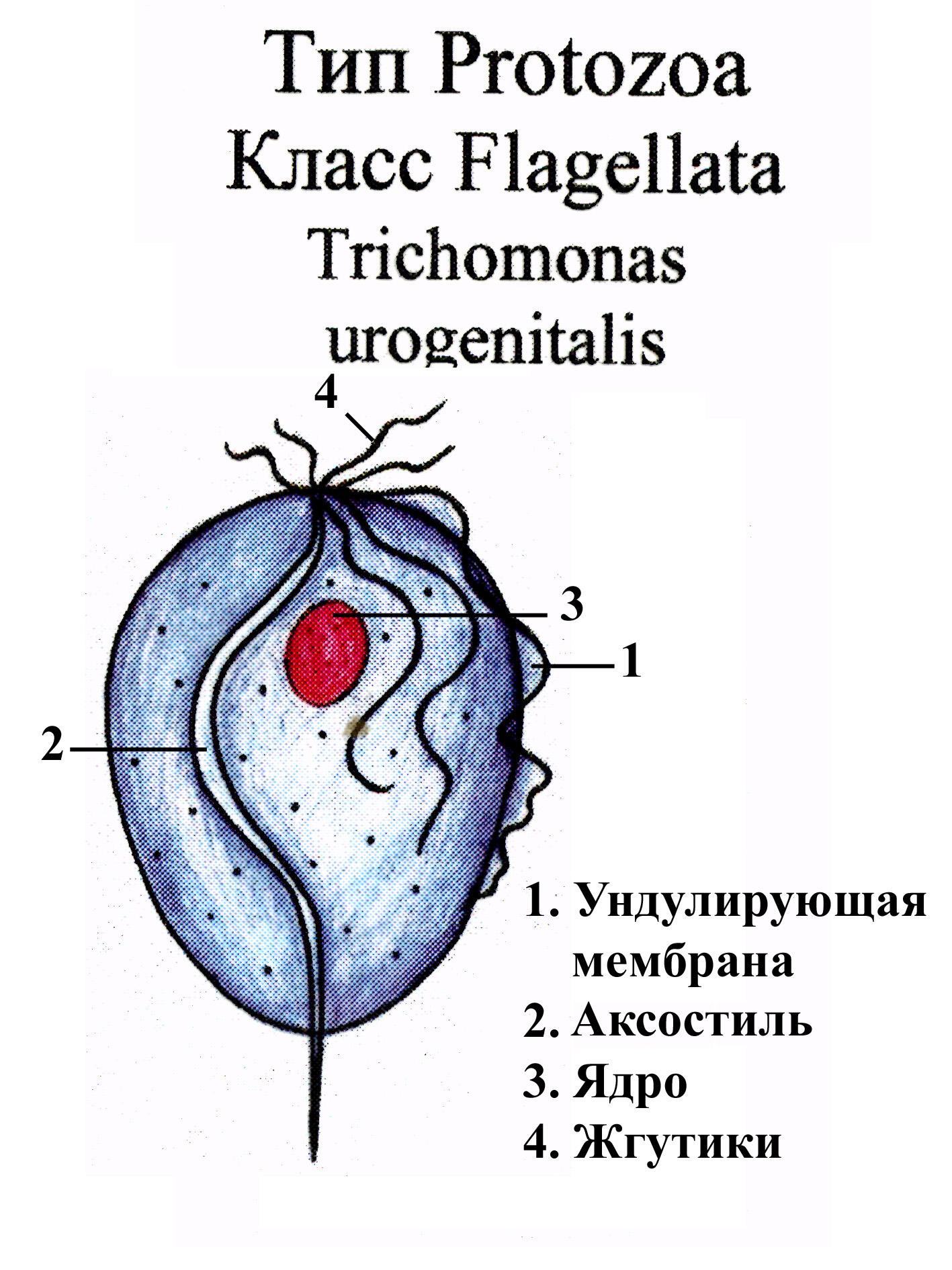 Жгутиковые