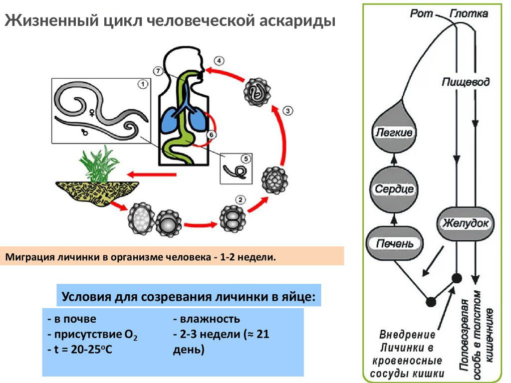 Жизненный цикл аскариды