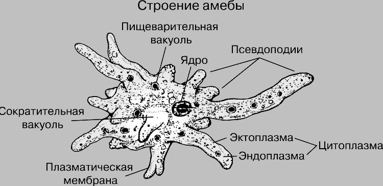 амеба 