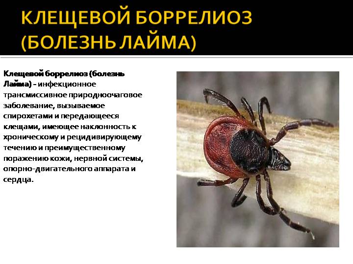 болезнь Лайма