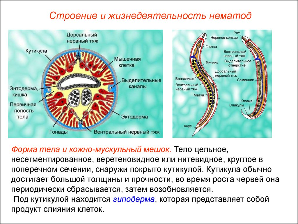 круглые черви строение