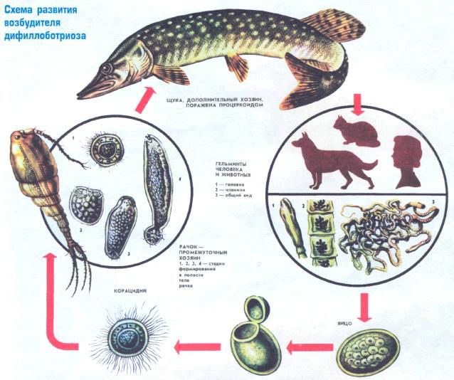 лентец широкий