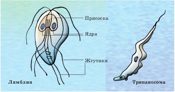 лямблия