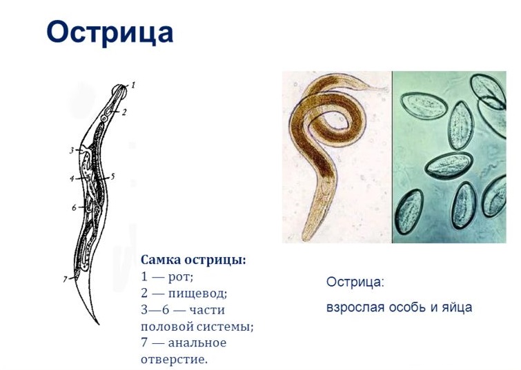 острица