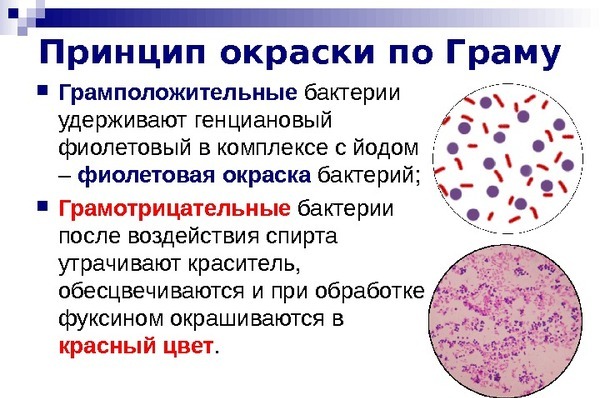принцип окраски по граму