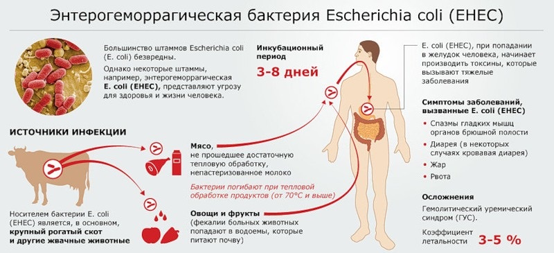 пути заражения кишечной палочки