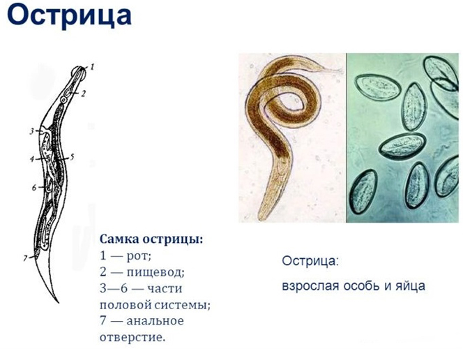 самка острицы