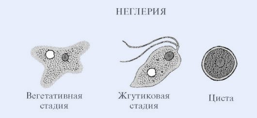 стадии