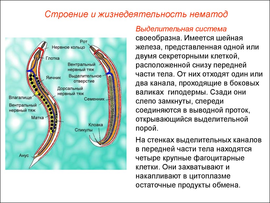 нематоды