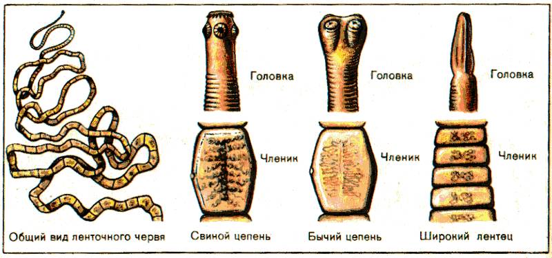 лентец строение 