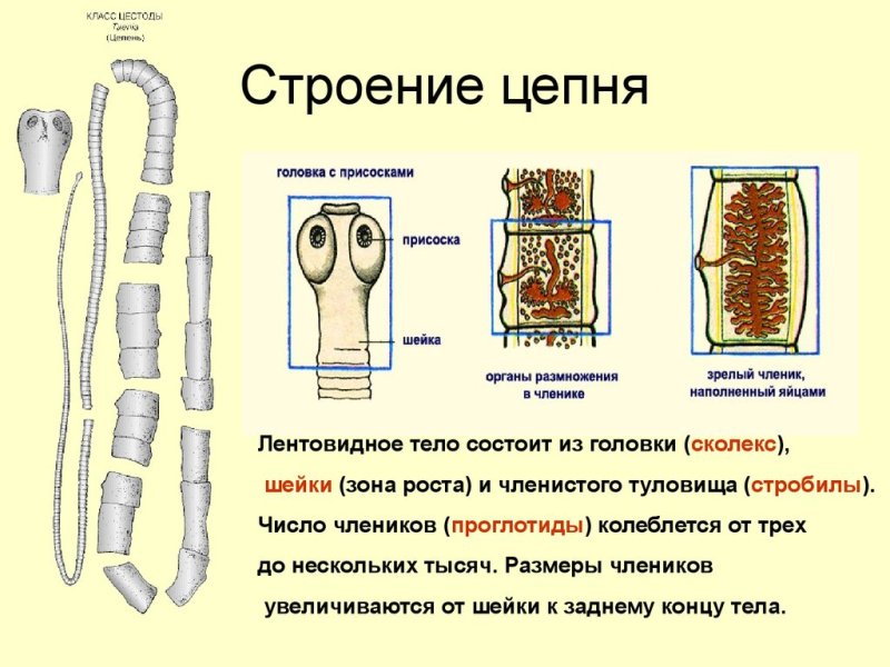 свиной цепень 