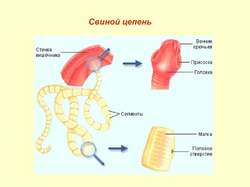 свиной цепень 
