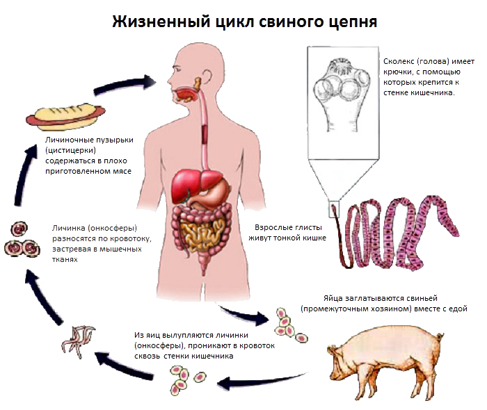 свиной цепень