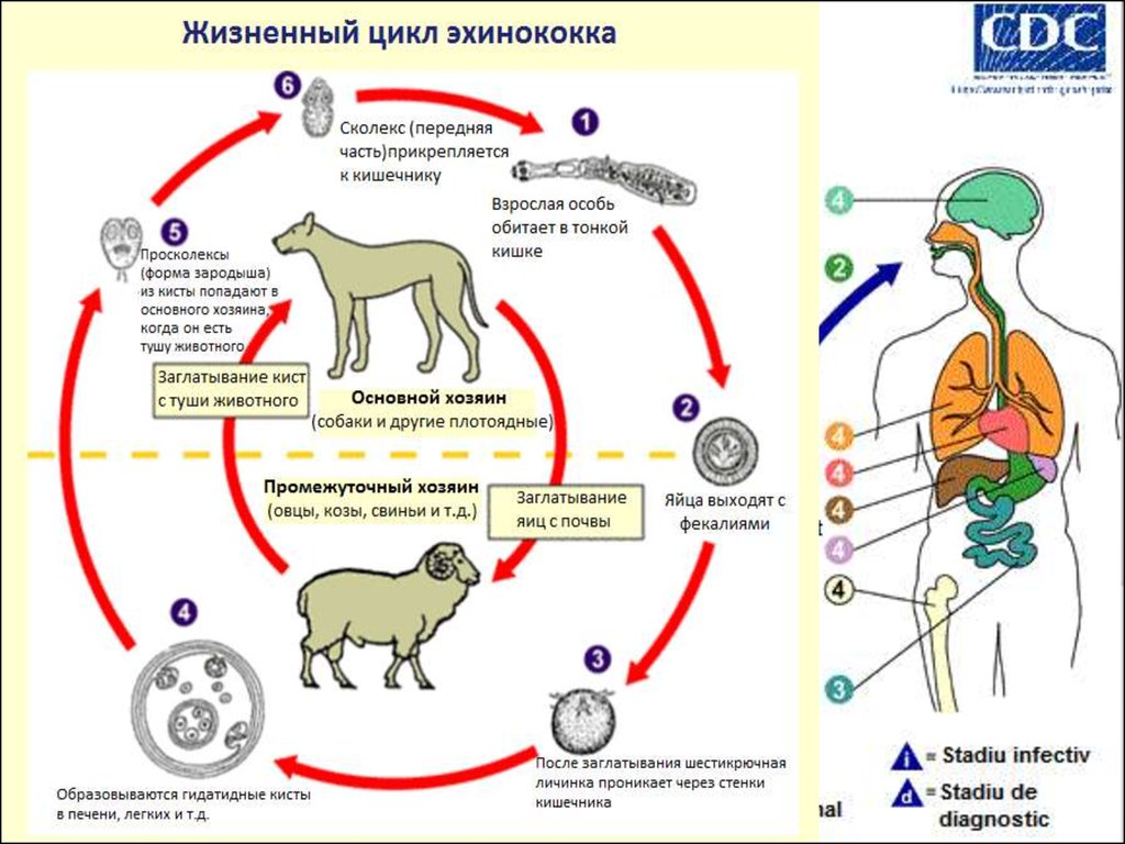 цикл жизни эхинококка