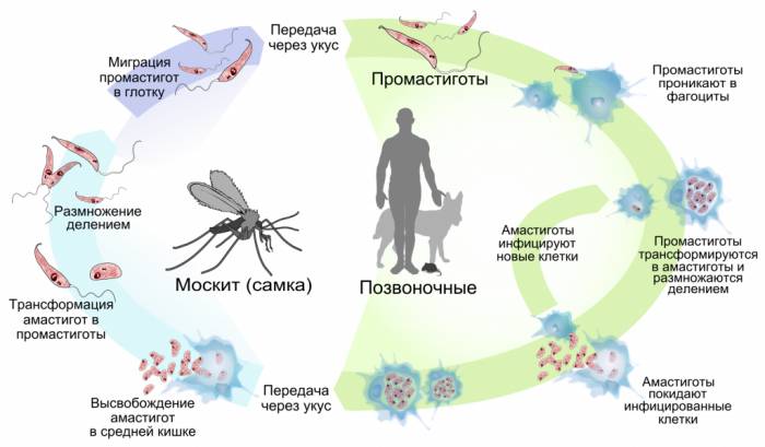 заражение
