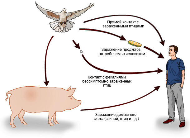заражение сальмонеллой