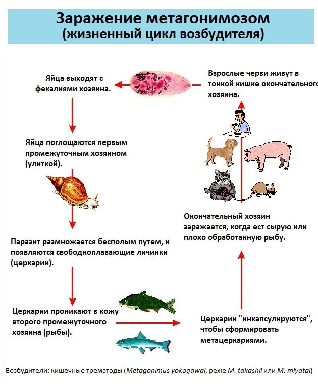 жизненный цикл возбудителя