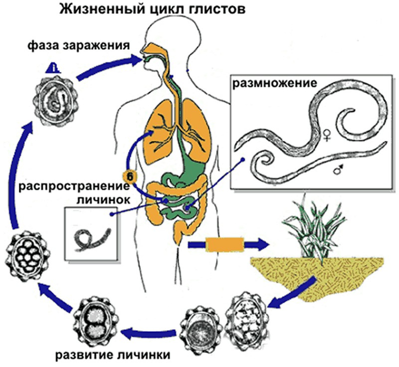 жизненный цикл глистов