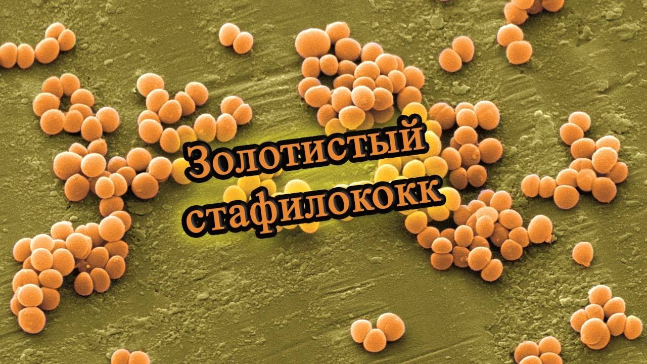 золотистый стафилококк